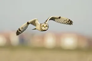 Short-eared owl (Asio flammeus) hunting over farmland, with Burnham-on-Crouch in background Short-eared owl (Asio flammeus) hunting over farmland, with Burnham-on-Crouch in background