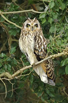 Short eared owl (Asio flammeus) perched in ivy, hunting, Essex, UK, January Short eared owl (Asio flammeus) perched in ivy, hunting, Essex, UK, January