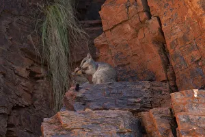 Short eared rock wallaby with offspring (Petrogale brachyotis brachotis), Ord River Short eared rock wallaby with offspring (Petrogale brachyotis brachotis), Ord River