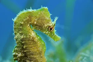 Short snouted seahorse (Hippocampus hippocampus) profile, Malta, Mediteranean, June 2009 Short snouted seahorse (Hippocampus hippocampus) profile, Malta, Mediteranean, June 2009