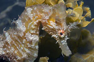 Short-snouted seahorse (Hippocampus hippocampus) portrait. Tenerife, Canary Islands Short-snouted seahorse (Hippocampus hippocampus) portrait. Tenerife, Canary Islands