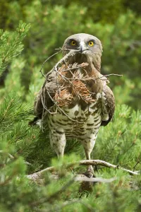 Short toed snake eagle (Circaetus gallicus) building its nest, Verdon, France, France Short toed snake eagle (Circaetus gallicus) building its nest, Verdon, France, France