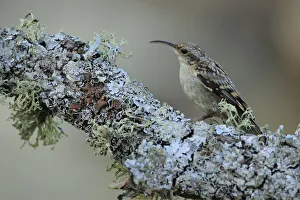 Short-toed treecreeper (Certhia brachydactyla), Sierra de Grazalema Natural Park, Spain Short-toed treecreeper (Certhia brachydactyla), Sierra de Grazalema Natural Park, Spain