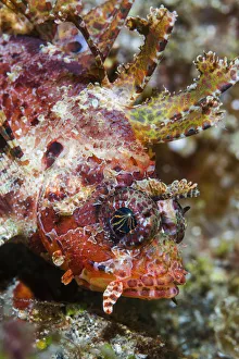 Shortfin lionfish (Dendrochirus brachypterus). Lembeh Strait, North Sulawesi, Indonesia Shortfin lionfish (Dendrochirus brachypterus). Lembeh Strait, North Sulawesi, Indonesia
