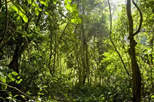 Shrubs, trees and lianas in tropical rainforest. Xishuangbanna,Yunnan Province, China Shrubs, trees and lianas in tropical rainforest. Xishuangbanna,Yunnan Province, China