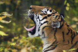 Siberian / Amur tiger (Panthera tigris altaica) yawning, Male rescued from poachers Siberian / Amur tiger (Panthera tigris altaica) yawning, Male rescued from poachers