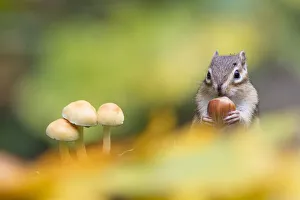 Siberian chipmunk (Eutamias sibiricus) holding and eating a hazelnut, living wild, with mushroom in fore ground Siberian chipmunk (Eutamias sibiricus) holding and eating a hazelnut, living wild, with mushroom in fore ground