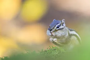 Siberian chipmunk (Eutamias sibiricus) eating, cheeks full of food, living wild. Near Tilburg, the Netherlands Siberian chipmunk (Eutamias sibiricus) eating, cheeks full of food, living wild. Near Tilburg, the Netherlands