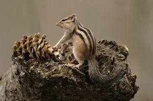 Siberian chipmunk (Eutamias sibiricus) feeding. Ussuriland, South Primorskiy, Russia Siberian chipmunk (Eutamias sibiricus) feeding. Ussuriland, South Primorskiy, Russia