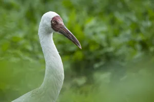 Siberian crane (Grus leucogeranus) critically endangered, captive Siberian crane (Grus leucogeranus) critically endangered, captive
