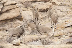 Siberian ibex (Capra sibirica) herd, Altai Mountains, Gobi Desert, Mongolia. November Siberian ibex (Capra sibirica) herd, Altai Mountains, Gobi Desert, Mongolia. November
