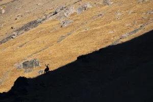 Siberian ibex (Capra sibirica) silhouetted on ridge, Tian Shan mountains, Xinjiang Siberian ibex (Capra sibirica) silhouetted on ridge, Tian Shan mountains, Xinjiang