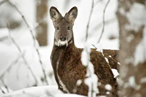 Siberian musk deer (Moschus moschiferus) male in snow, Irkutsk, Russia. January Siberian musk deer (Moschus moschiferus) male in snow, Irkutsk, Russia. January