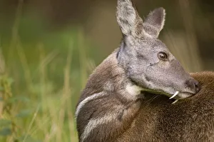 Siberian musk deer (Moschus moschiferus) male with tusks grooming, captive, Midlothian Siberian musk deer (Moschus moschiferus) male with tusks grooming, captive, Midlothian