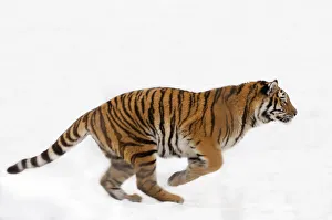 Siberian tiger (Panthera tigris altaica) running in snow, captive Siberian tiger (Panthera tigris altaica) running in snow, captive