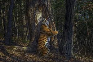 Siberian tiger (Panthera tigris altaica) female territorial marking by rubbing cheek Siberian tiger (Panthera tigris altaica) female territorial marking by rubbing cheek