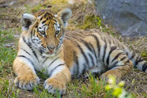 Siberian tiger (Panthera tigris altaica) cub, age 3 months, captive Siberian tiger (Panthera tigris altaica) cub, age 3 months, captive