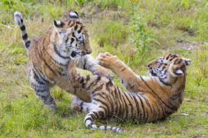 Siberian tiger (Panthera tigris altaica) cubs, age 3 months, playing. Captive Siberian tiger (Panthera tigris altaica) cubs, age 3 months, playing. Captive