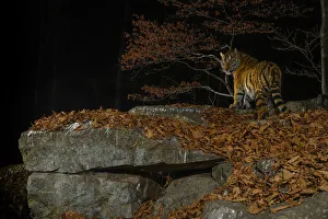 Siberian tiger (Panthera tigris altaica) at night, taken with remote camera in Land of Siberian tiger (Panthera tigris altaica) at night, taken with remote camera in Land of