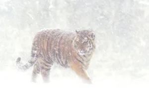 Siberian tiger {Panthera tigris altaica} in snow storm, captive Siberian tiger {Panthera tigris altaica} in snow storm, captive