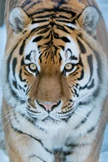 2018 august highlights/siberian tiger panthera tigris altaica snow 2018 august highlights/siberian tiger panthera tigris altaica snow