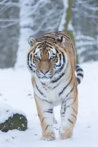 Siberian tiger (Panthera tigris altaica) in snow, captive Siberian tiger (Panthera tigris altaica) in snow, captive