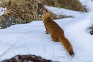 Siberian weasel (Mustela sibirica) standing in snow. Jiudingshan Nature Reserve, Mao Country Siberian weasel (Mustela sibirica) standing in snow. Jiudingshan Nature Reserve, Mao Country