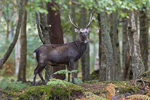 Sika Deer (Cervus nippon) stag in woodland, Arne RSPB Reserve, Dorset, UK, September Sika Deer (Cervus nippon) stag in woodland, Arne RSPB Reserve, Dorset, UK, September