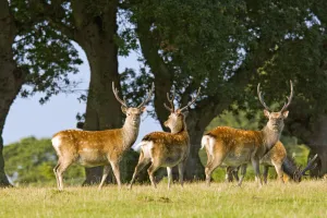 Sika deer (Cervus nippon) stags in summer coat, Arne RSPB Reserve, Dorset, England Sika deer (Cervus nippon) stags in summer coat, Arne RSPB Reserve, Dorset, England
