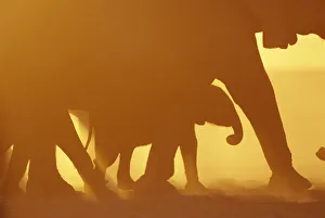 Silhouette of African elephants at sunset {Loxodonta africana} Kenya Silhouette of African elephants at sunset {Loxodonta africana} Kenya
