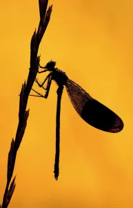 Silhouette of Banded demoiselle {Calopteryx splendens} resting on grass head, Tamar Lake Silhouette of Banded demoiselle {Calopteryx splendens} resting on grass head, Tamar Lake