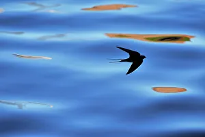 Silhouette of Barn Swallow (Hirundo rustica) flying over water, hawking for insects Silhouette of Barn Swallow (Hirundo rustica) flying over water, hawking for insects