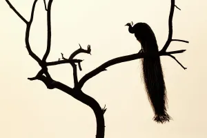 Silhouette of Common peafowl (Pavo cristatus) perched in a tree at dawn Silhouette of Common peafowl (Pavo cristatus) perched in a tree at dawn