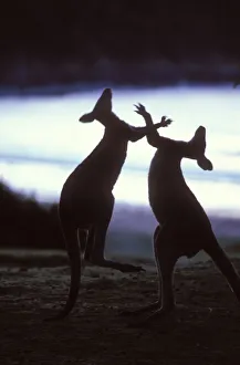 Silhouette of Eastern Grey Kangaroo {Macropus giganteus} males boxing, New South Wales Silhouette of Eastern Grey Kangaroo {Macropus giganteus} males boxing, New South Wales