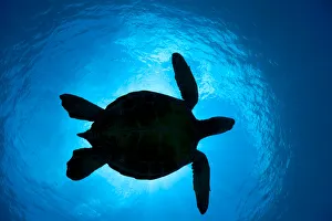 Silhouette of a Green Sea Turtle (Chelonia mydas) passes overhead. West Maui, Hawaii Silhouette of a Green Sea Turtle (Chelonia mydas) passes overhead. West Maui, Hawaii