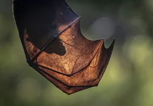 Silhouette of the head of a Grey-headed flying-fox (Pteropus poliocephalus) through its wings Silhouette of the head of a Grey-headed flying-fox (Pteropus poliocephalus) through its wings