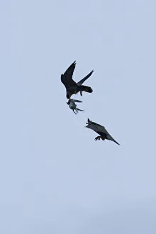 Silhouette of Peregrine falcon (Falco peregrinus) in flight, male passing pigeon Silhouette of Peregrine falcon (Falco peregrinus) in flight, male passing pigeon