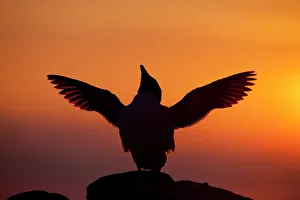 Silhouette of Razorbill (Alca torda) against sunset, flapping wings. June 2010. Photographer quote Silhouette of Razorbill (Alca torda) against sunset, flapping wings. June 2010. Photographer quote