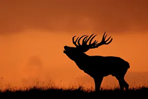 Silhouette of Red deer (Cervus elaphus) stag calling at sunset, Dyrehaven, Denmark Silhouette of Red deer (Cervus elaphus) stag calling at sunset, Dyrehaven, Denmark
