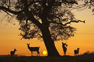 Silhouette of Red deer (Cervus elaphus) stag, hind and fawns at sunset, Norfolk, UK Silhouette of Red deer (Cervus elaphus) stag, hind and fawns at sunset, Norfolk, UK