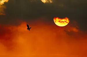 Silhouette of Short-eared owl (Asio flammeus) in flight at dusk, Lincolnshire, UK, March Silhouette of Short-eared owl (Asio flammeus) in flight at dusk, Lincolnshire, UK, March