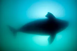 Silhouette of Southern right whale (Eubalaena australis) Golfo Nuevo, Peninsula Valdes Silhouette of Southern right whale (Eubalaena australis) Golfo Nuevo, Peninsula Valdes