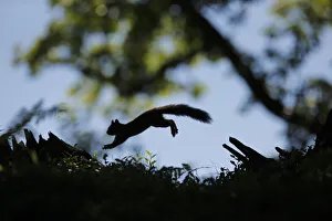 Silhouetted Red Squirrel (Sciurus vulgaris) jumping between tree stumps Silhouetted Red Squirrel (Sciurus vulgaris) jumping between tree stumps