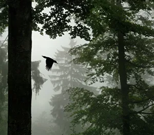 Sillhouette of Black woodpecker {Dryocopus martius} flying from nest hole in tree Sillhouette of Black woodpecker {Dryocopus martius} flying from nest hole in tree