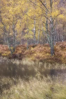 Silver birch (Betula pendula) woodland in autumn, Craigellachie National Nature Reserve Silver birch (Betula pendula) woodland in autumn, Craigellachie National Nature Reserve