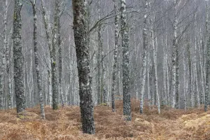 Silver birch (Betula pendula) woodland in autumn, Glen Moriston, Scotland, UK, October Silver birch (Betula pendula) woodland in autumn, Glen Moriston, Scotland, UK, October