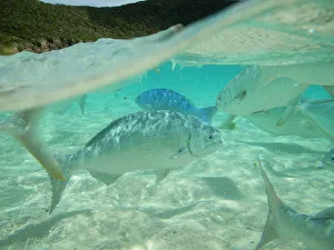 Silver Drummer (Kyphosus sydneyanus) fish off the coast of Neds Beach, Lord Howe island Silver Drummer (Kyphosus sydneyanus) fish off the coast of Neds Beach, Lord Howe island