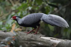 Silver pheasant (Lophura nycthemera) walking over a big branch in Hong Bung He, Dehong Silver pheasant (Lophura nycthemera) walking over a big branch in Hong Bung He, Dehong