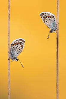 Silver-studded blue butterflies (Plebejus argus) resting on grass and backlit by the sun Silver-studded blue butterflies (Plebejus argus) resting on grass and backlit by the sun