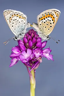 Silver-studded blue butterfly (Plebejus argus) pair mating, resting on a Pyrimidal orchid Silver-studded blue butterfly (Plebejus argus) pair mating, resting on a Pyrimidal orchid